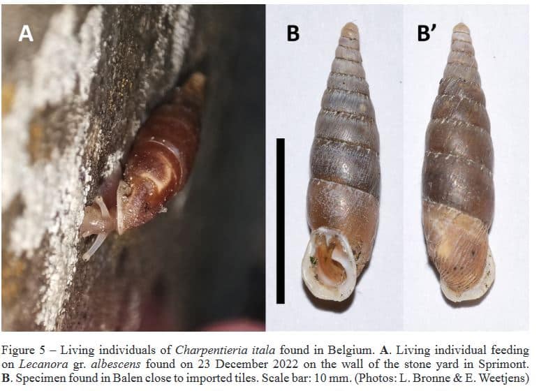 Image illustrant : The find of six species new to Belgium highlights the role of the stone trade as a pathway for non-native land snails (Gastropoda: Stylommatophora)