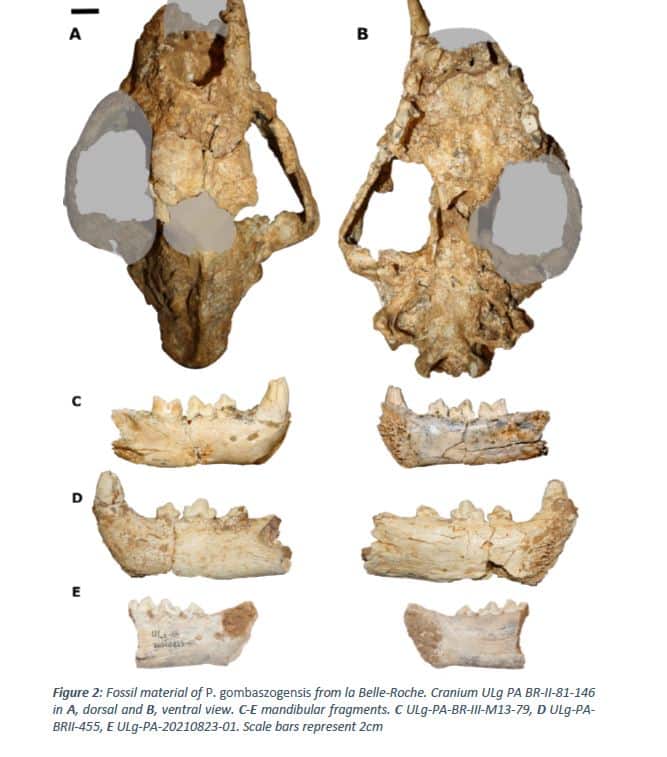 Image illustrant : Not a jaguar after all? Phylogenetic affinities and morphology of the Pleistocene felid Panthera gombaszoegensis