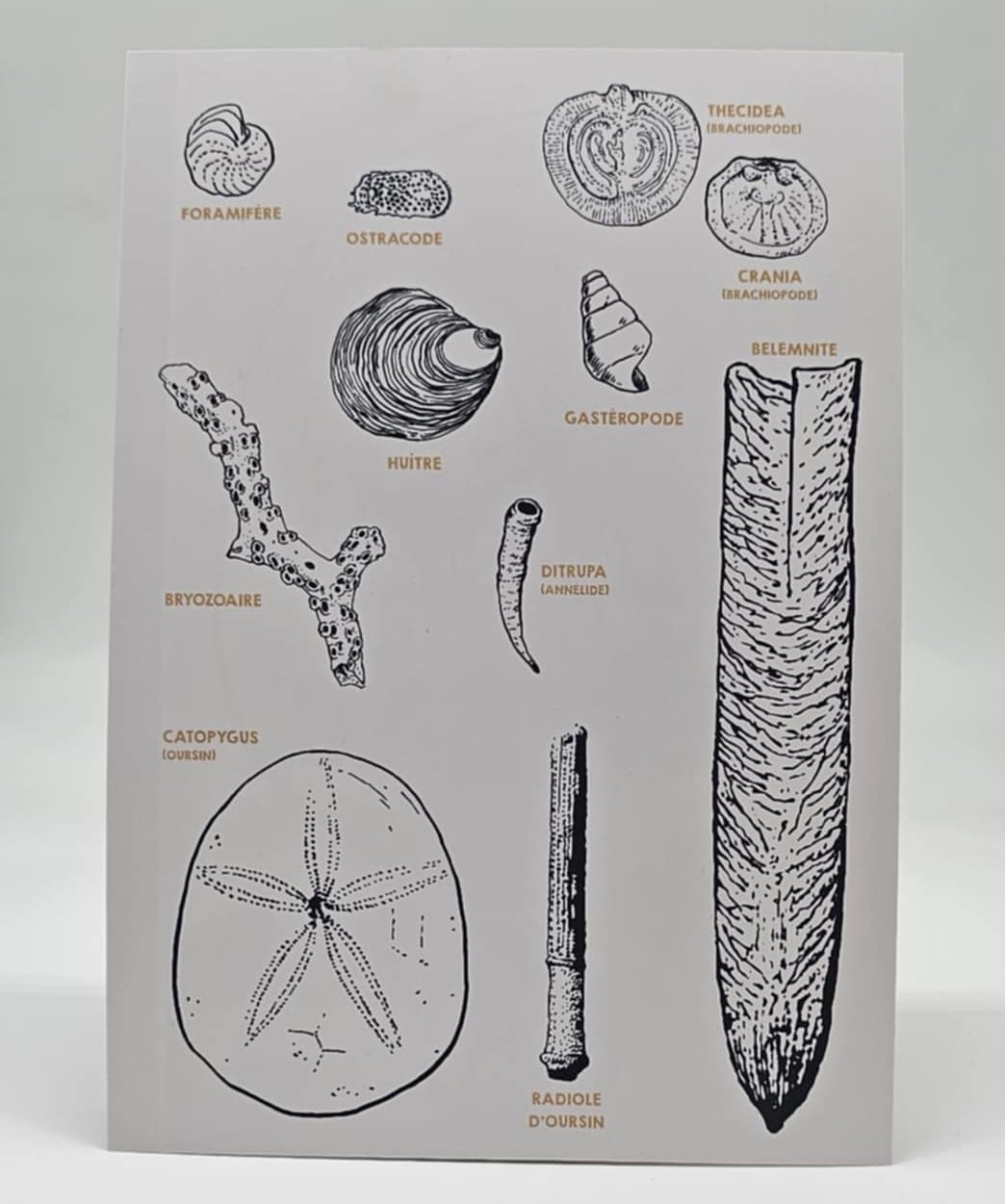 Image illustrant : Les principaux fossiles du Tuffeau – 1€