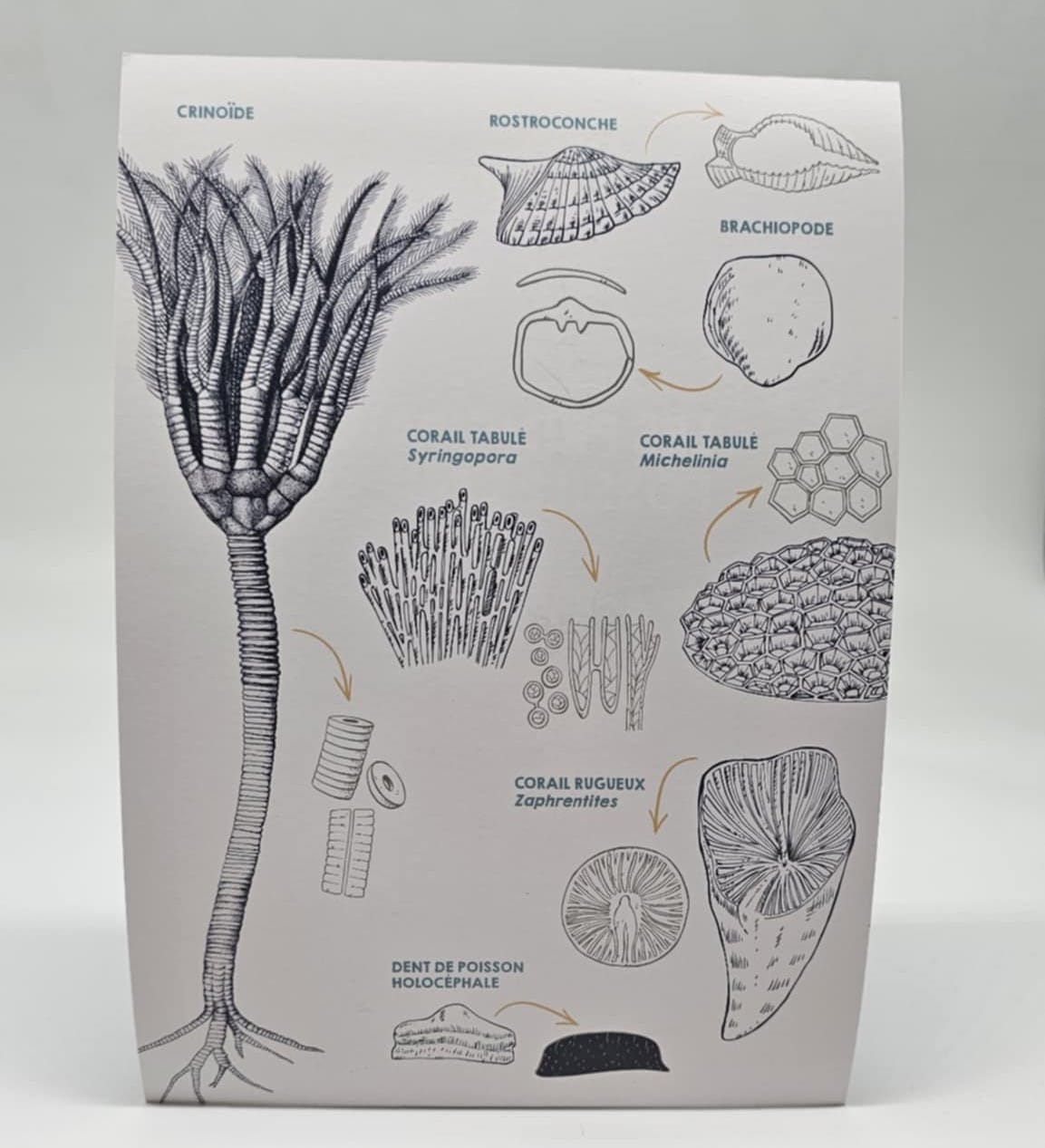 Image illustrant : Les principaux fossiles du petit granit – 1€